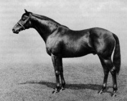 stallion Pharos xx (Thoroughbred, 1920, from Phalaris xx)