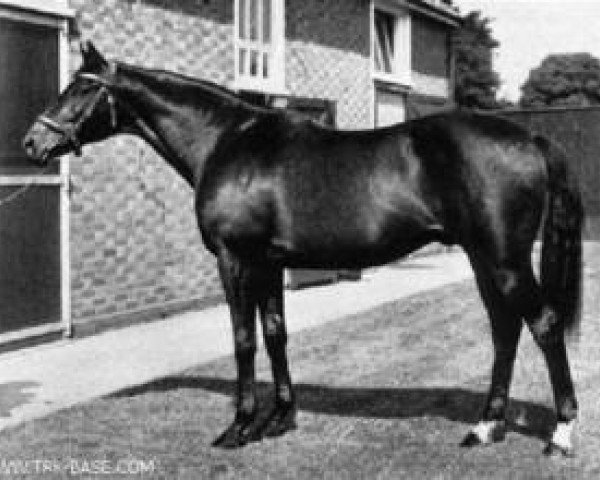 stallion Nearco xx (Thoroughbred, 1935, from Pharos xx)