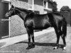 stallion Nearco xx (Thoroughbred, 1935, from Pharos xx)