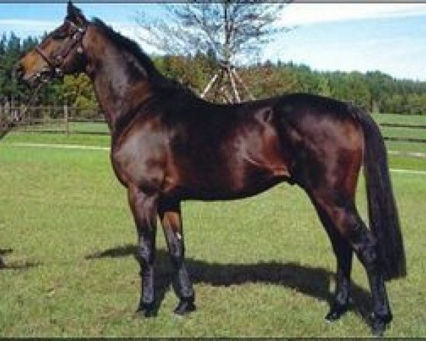 stallion Hondo Mondo xx (Thoroughbred, 1988, from Caerleon xx)