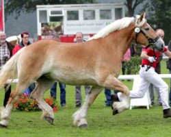 broodmare Heidelinde (Rhenish-German Cold-Blood, 2008, from Helmut)