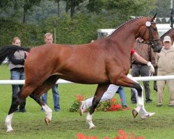 broodmare Skyline (Westphalian, 2008, from Spielberg)