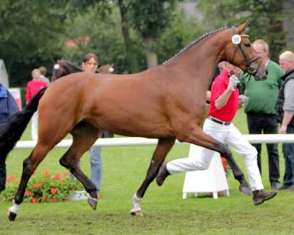 broodmare Rocher D'or (Westphalian, 2008, from Rock Forever NRW)