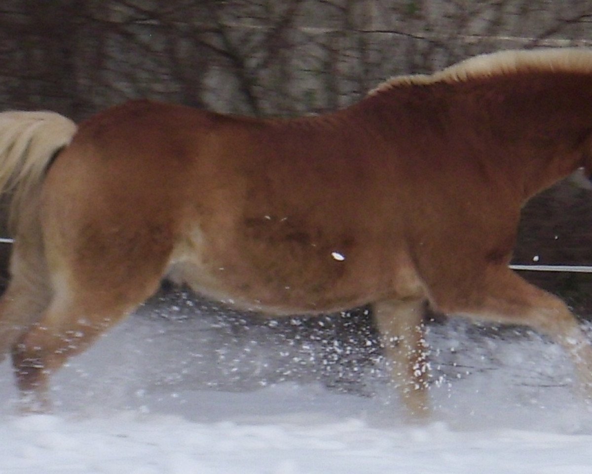 dressage horse Felix (Haflinger, 2002)