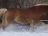 dressage horse Felix (Haflinger, 2002)