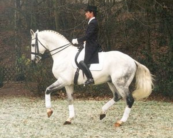 stallion Rivero I (Bavarian, 1992, from Rautenstein)