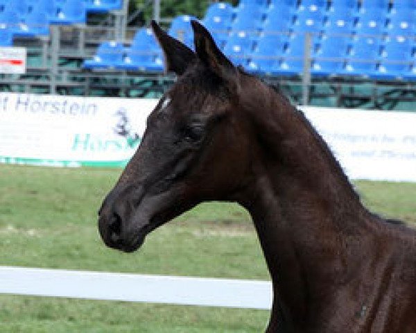 dressage horse Tahiti (Trakehner, 2013, from Kentucky)