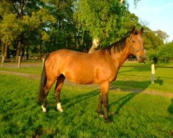 broodmare Grace K (Hanoverian, 1995, from Glueckspilz)