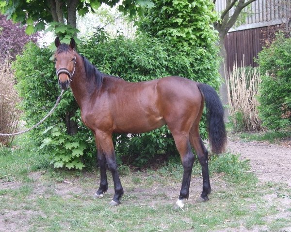 stallion Chianti Choupa Lou (Hanoverian, 2009, from Cosinhus)