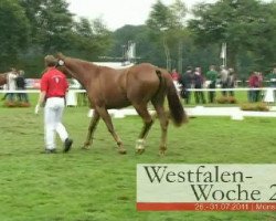 broodmare Ria (Westphalian, 2008, from Riccio)