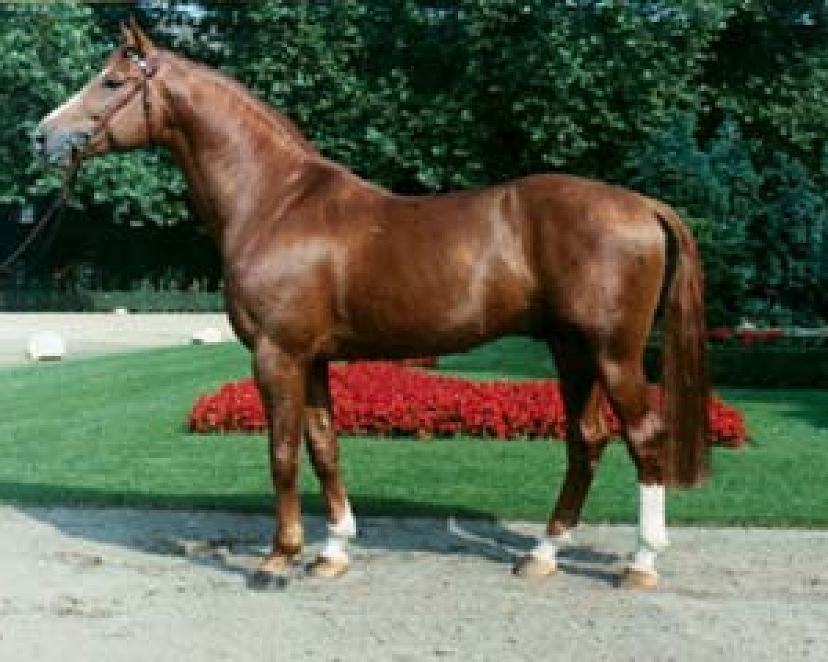 Deckhengst Der Clou (Hannoveraner, 1981, von Diadem)
