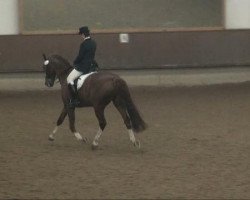 dressage horse Fasconi (Westphalian, 1992, from Feuerschein I)