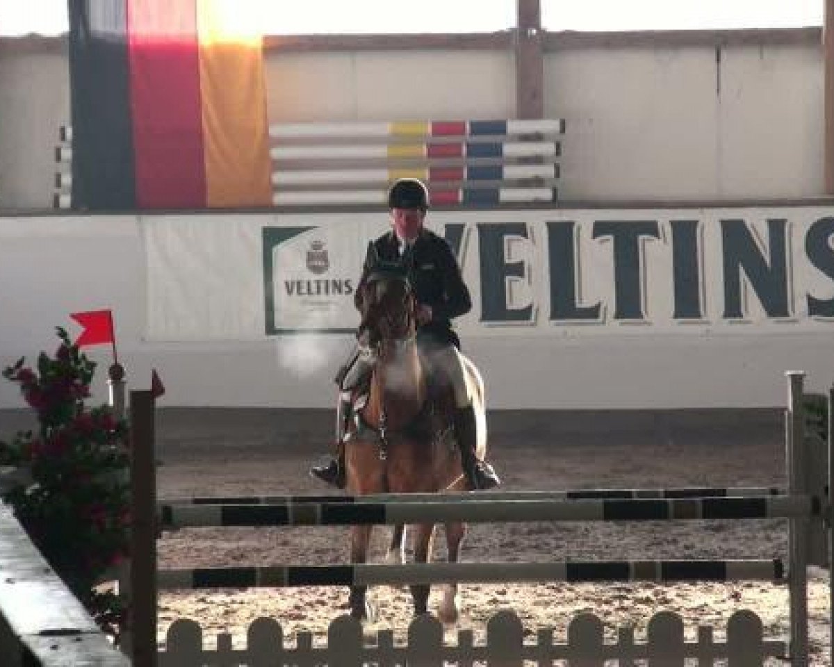 Springpferd Canu (Holsteiner, 2002, von Carnute)
