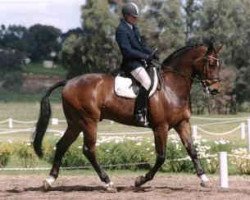 horse Broadstone Dramatik (Hanoverian, 1997, from Demonstrator)