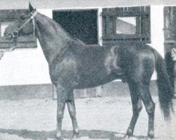 stallion Fanfaron ox (Arabian thoroughbred, 1954, from Rozmaryn ox)