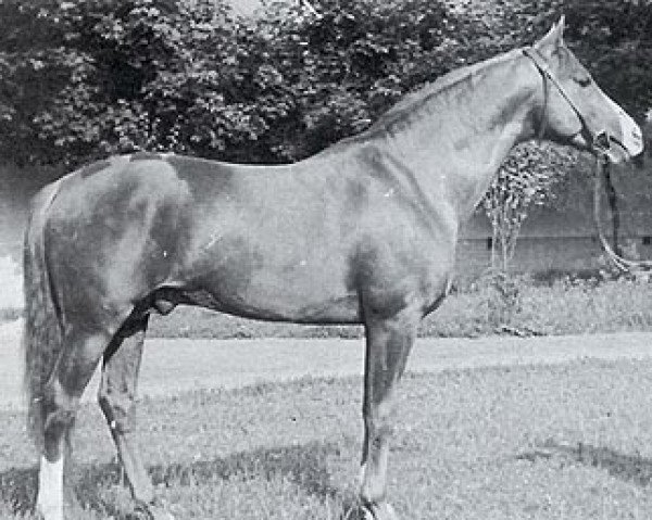 Pferd Ordynek ox (Vollblutaraber, 1953, von Rozmaryn ox)