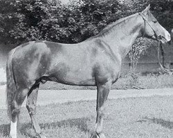 horse Ordynek ox (Arabian thoroughbred, 1953, from Rozmaryn ox)