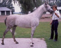 Pferd Falsyfikat ox (Vollblutaraber, 1984, von Argo ox)