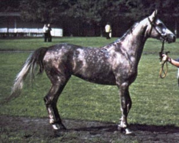 stallion Argo ox (Arabian thoroughbred, 1976, from Gwarny ox)