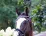 jumper Confetti 59 (Oldenburg show jumper, 2017, from Casalido)