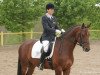 dressage horse Mighty Star 2 (German Riding Pony, 2004, from Mighty)