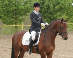 dressage horse Mighty Star 2 (German Riding Pony, 2004, from Mighty)