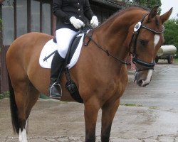 jumper Louiss (Hanoverian, 1998, from Lastro)