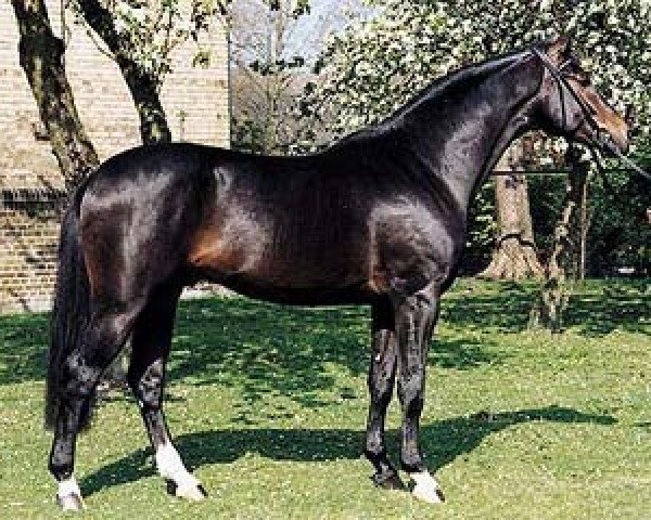stallion Montmartre (Westphalian, 1989, from Mon Chèri)