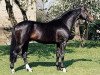 stallion Montmartre (Westphalian, 1989, from Mon Chèri)