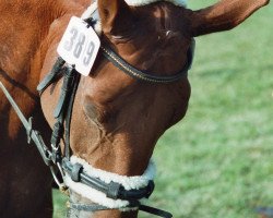 dressage horse Parosie (Westphalian, 1998, from Paukenschlag)