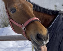 Springpferd Fortuna Fee (Westfale, 2006, von Floresco NRW)