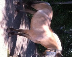 broodmare Danielle (Fjord Horse, 1999, from Don)