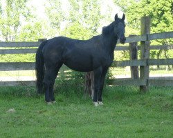 broodmare Flavios Feine (Westphalian, 2009, from Flavio)