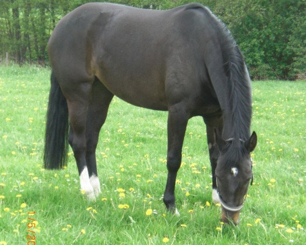 horse Amy 126 (German Warmblood, 2004)