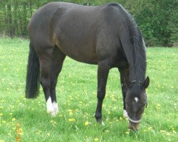 horse Amy 126 (German Warmblood, 2004)