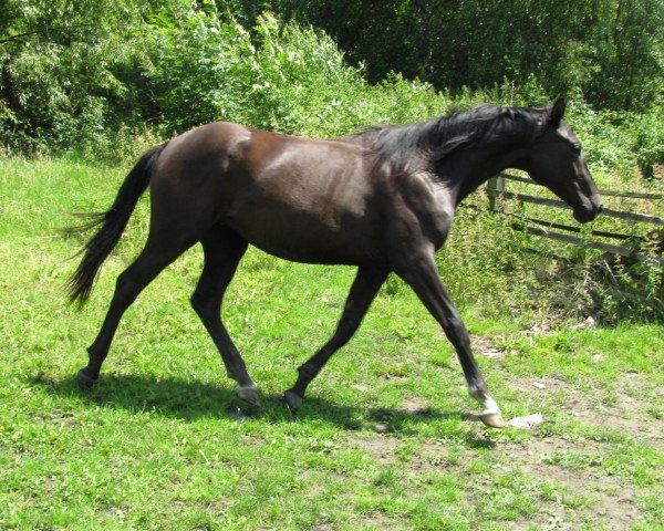 Dressurpferd Carasol (Deutsches Reitpferd, 2009, von Cadeau des Dieux)