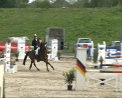 jumper Lanigan (Oldenburg show jumper, 2002, from Landgold)