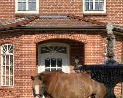 broodmare Cindy (German Riding Pony, 1997, from Confetti)