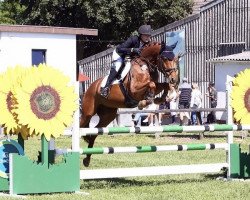 jumper C'est la vie 227 (German Warmblood, 2014, from Unbekannt)