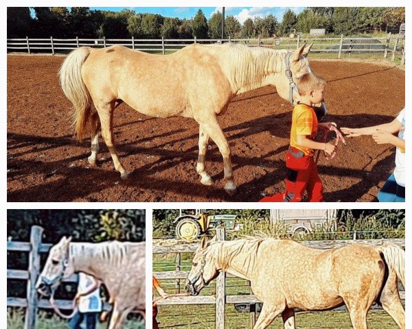 Pferd Laika de Beaubeck (sonstiges Pony, 2008)