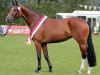 broodmare Florenciana F (Westphalian, 2008, from Florenciano 6)