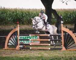 broodmare Charisma Dream (Oldenburg show jumper, 2015, from Chancenreich)