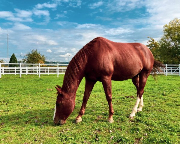 horse Ow Coeur D Cesar (Quarter Horse, 2011, from Coeur D Wright Stuff)