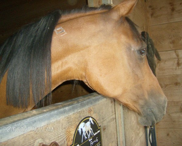 broodmare Mesynah ox (Arabian thoroughbred, 1992, from Afkan ox)