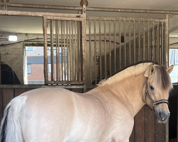 horse Edona (KWPN (Royal Dutch Sporthorse), 2008, from Anton I-83)