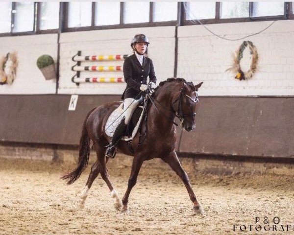 stallion Sir Haakon (German Riding Pony, 2011, from Halenkino)