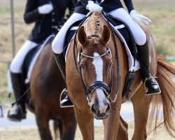 dressage horse Fürst Royal B (Westfale, 2010, from For Romadour)