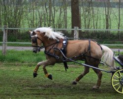 horse Aragon 357 (Haflinger, 2003, from Ammersee)