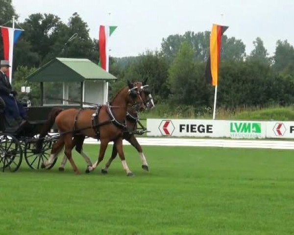 Pferd Zimba (KWPN (Niederländisches Warmblut), 2004, von Berlin)