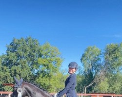 dressage horse Petit Noir 14 (Oldenburg, 2007, from Faustinus)